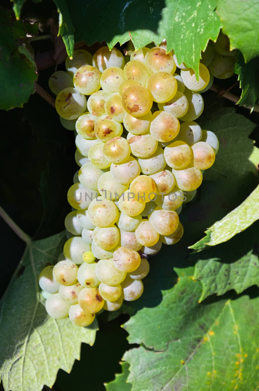 Grapes in vineyard in Balaclava. Crimea, Ukraine.