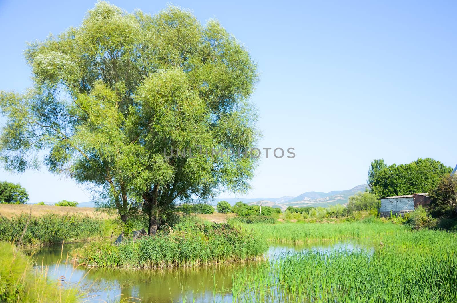 Small island with tree  on the pond in late summer