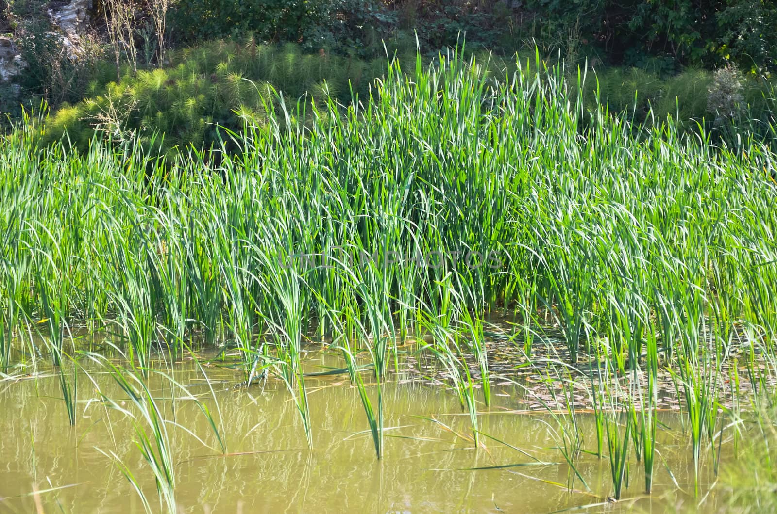 Small pond with reeds in the late summer