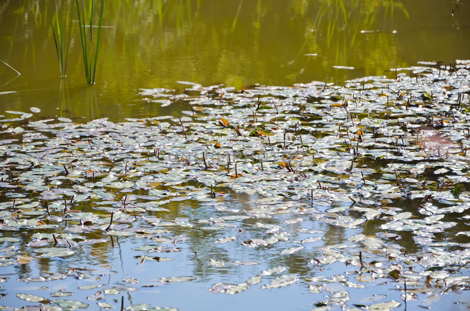 Water on pond in the late summer