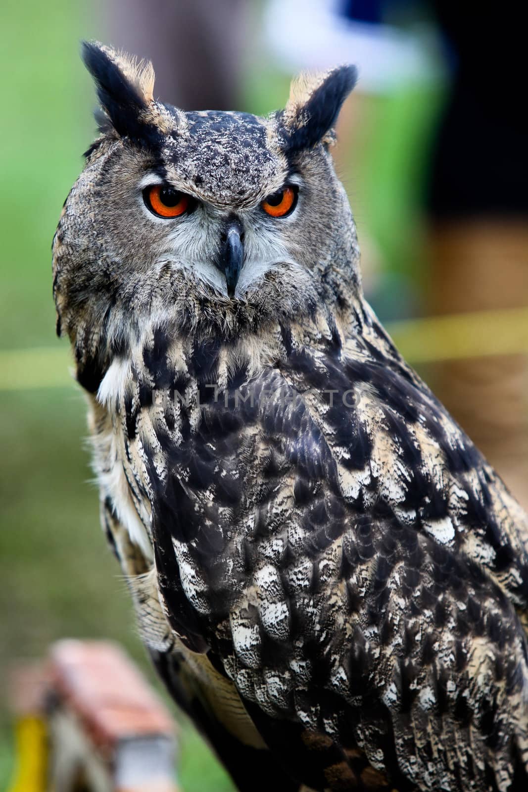 Owl portrait
