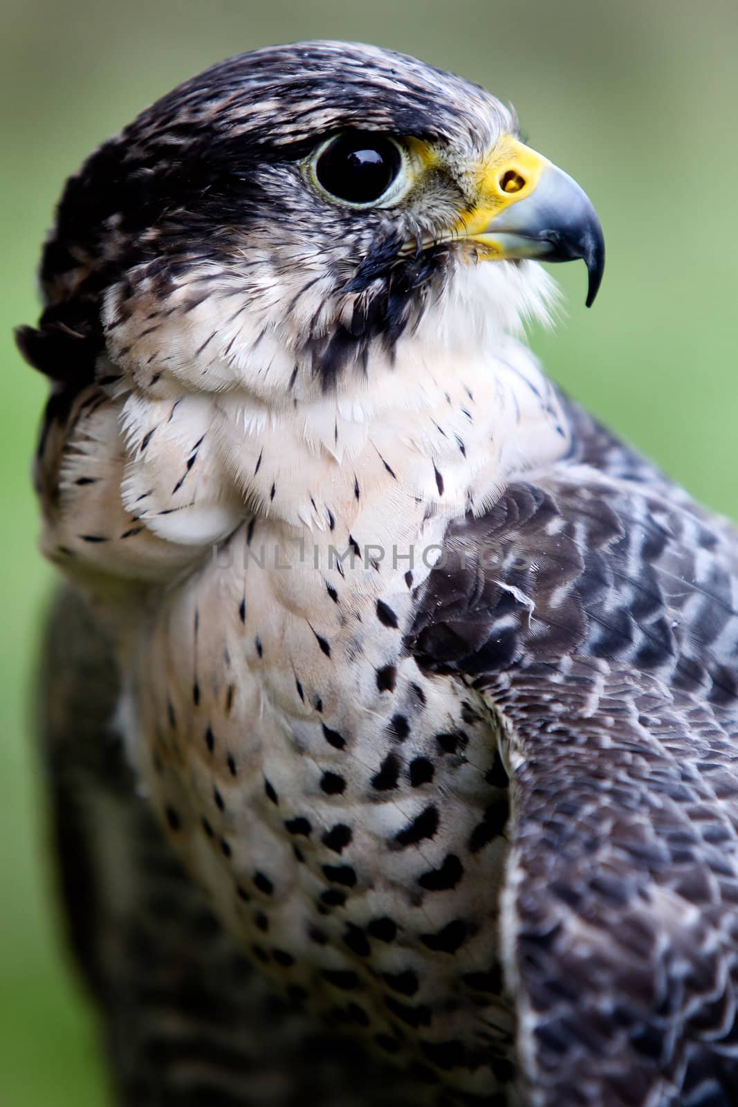 Falcon