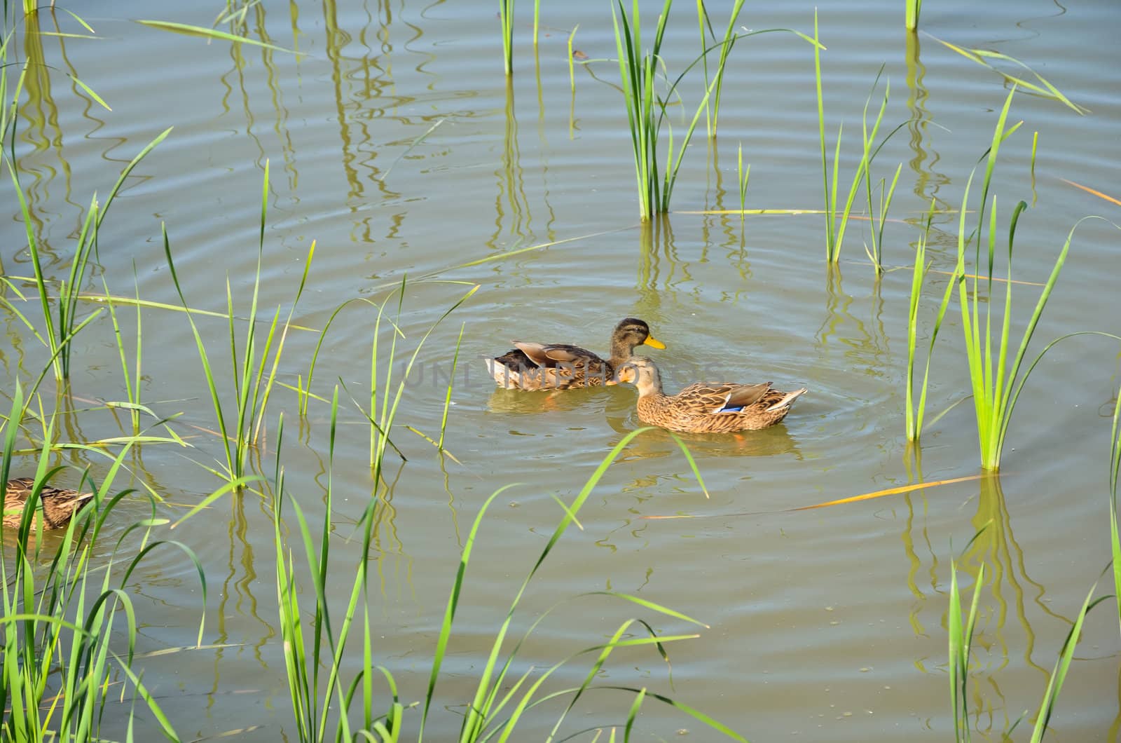 Ducks on the pond  in late summer