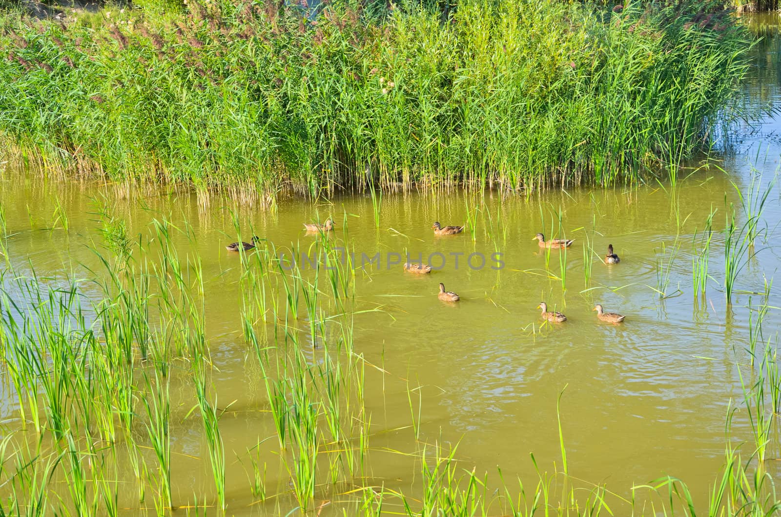 Ducks on the pond  in late summer