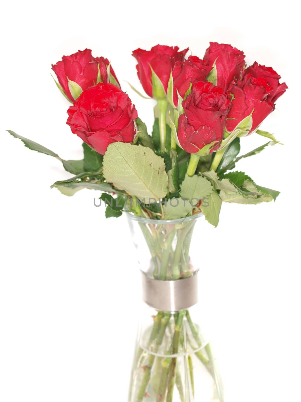 Red roses in vase, isolated towards white background