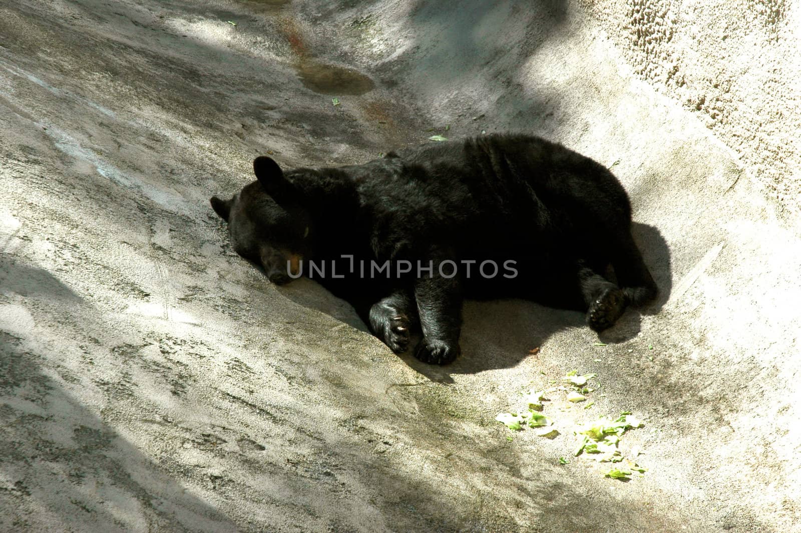 Animal - Black Bear Sleeping by RefocusPhoto