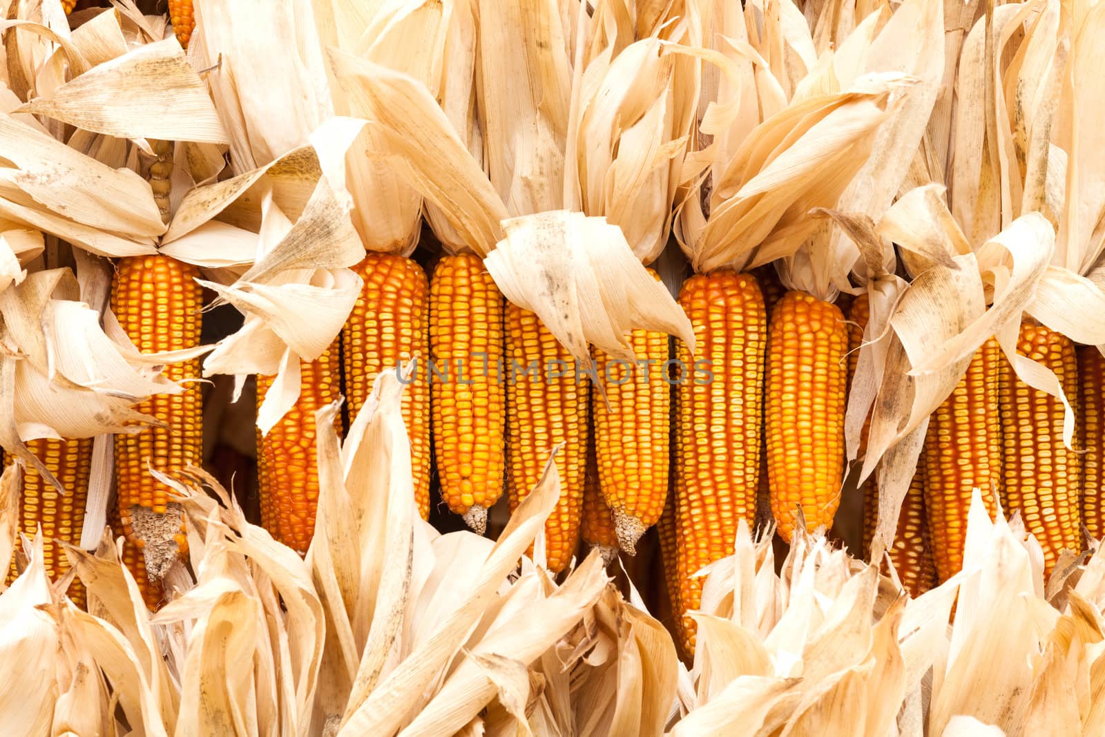 Dried corn on cobs hung on the beam