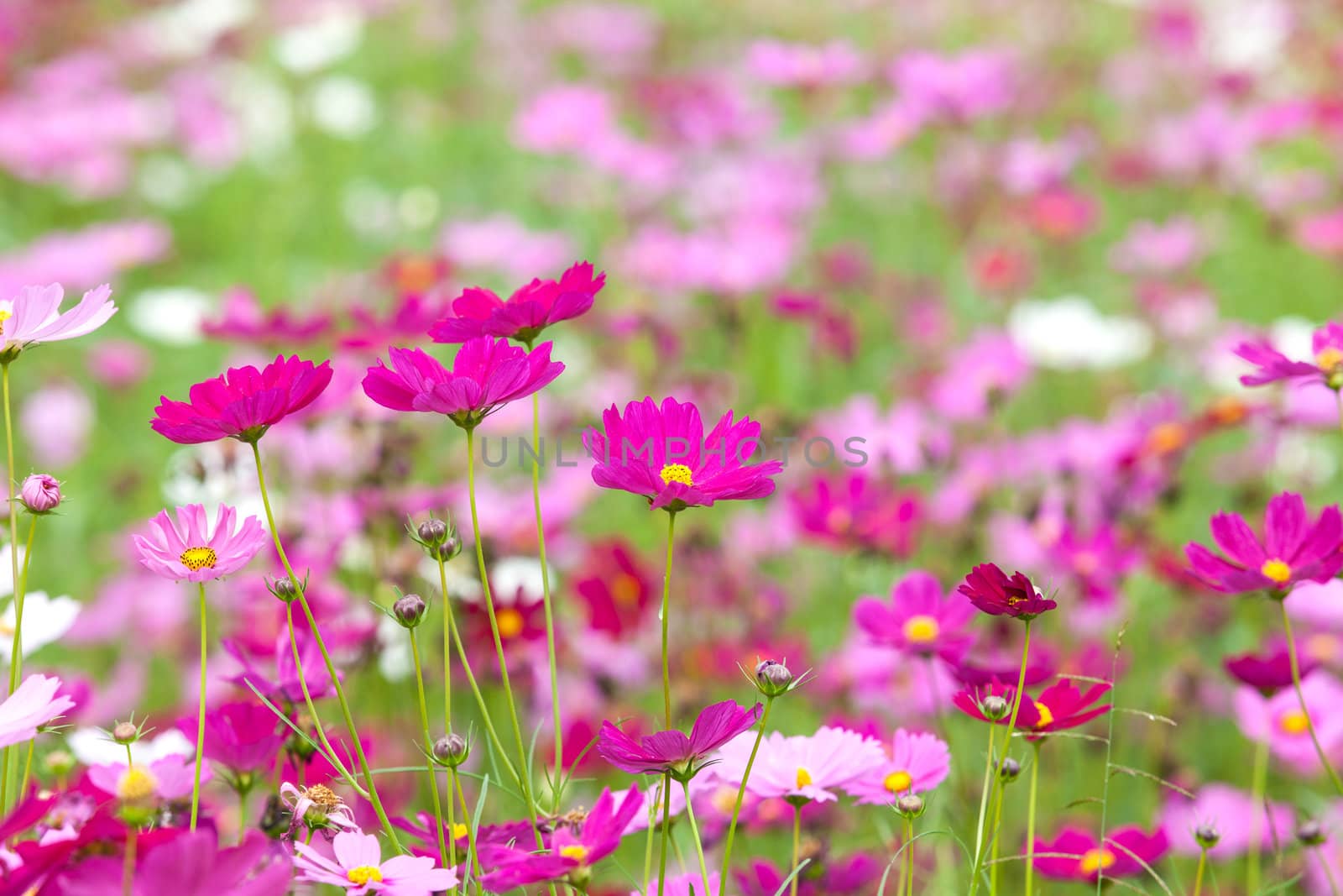 beautiful flowers in the meadow  by jame_j@homail.com