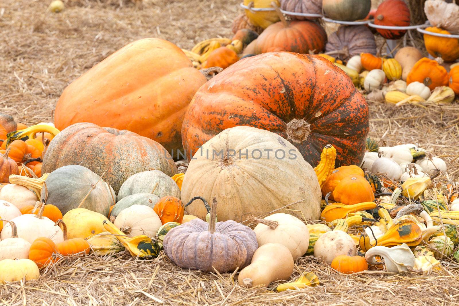 Pumpkins with different colours in the field  by jame_j@homail.com