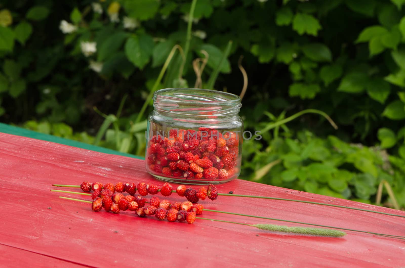wild forest strawberries in pot and string on bent wisp on red table. healthy natural seasonal fruit food.