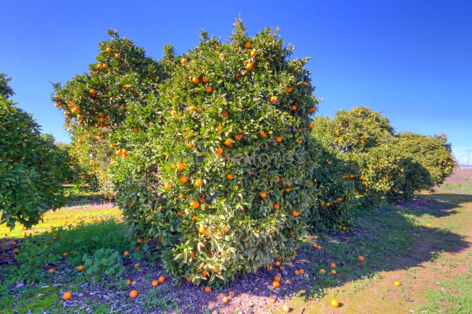 Orange fruit tree with ripe oranges