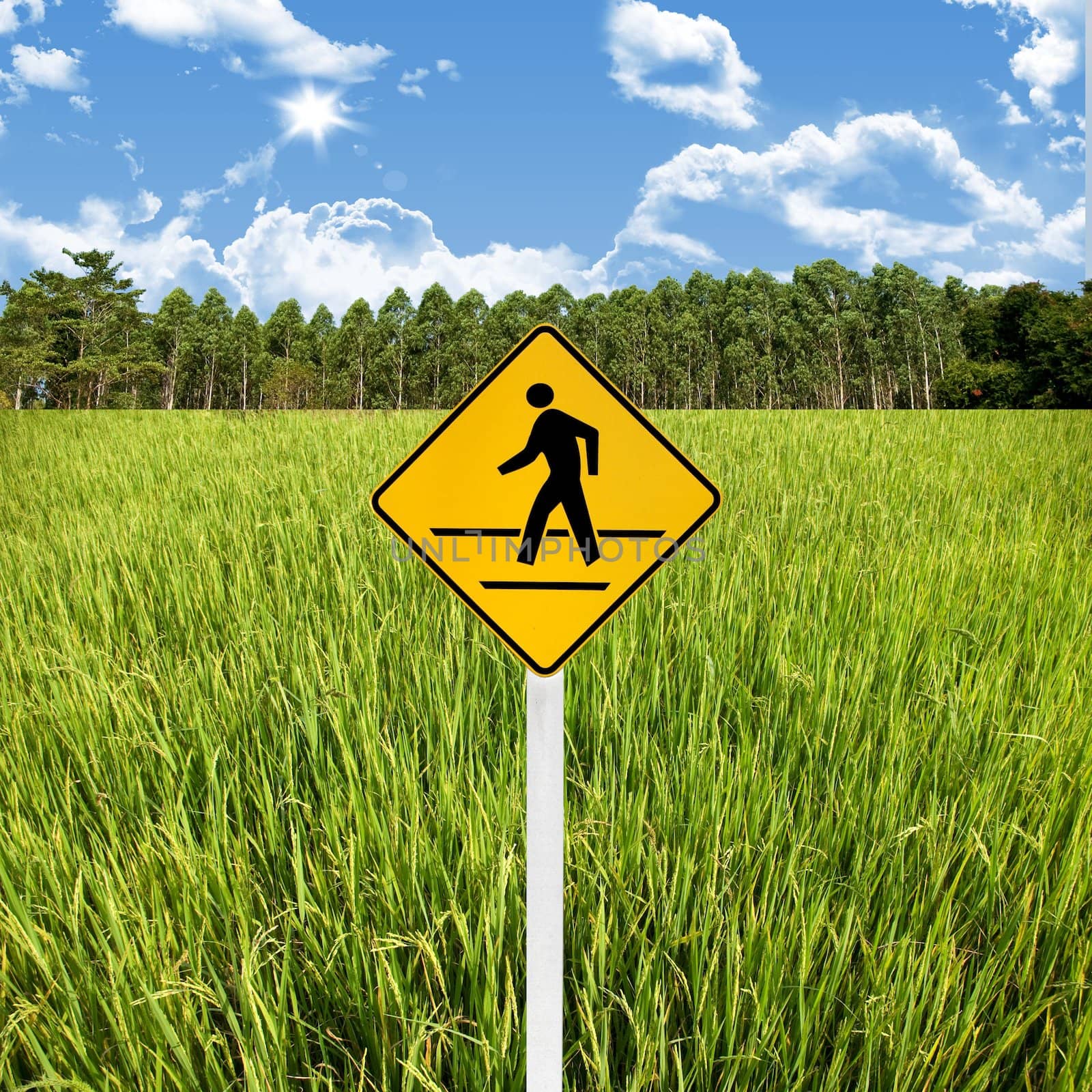 Travel in countryside concept, Crossroad sign with rice field by pixbox77