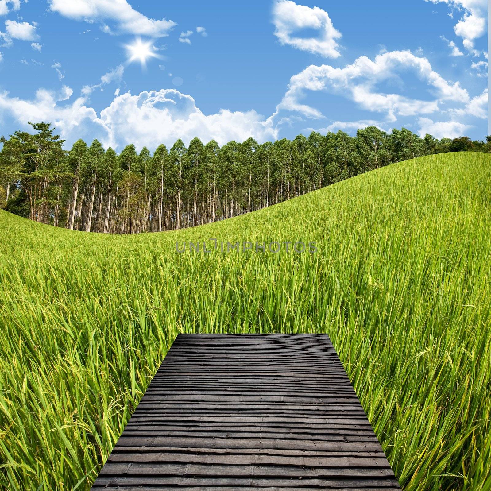 Terrace on the rice field and nice blue sky, Countryside travel concept