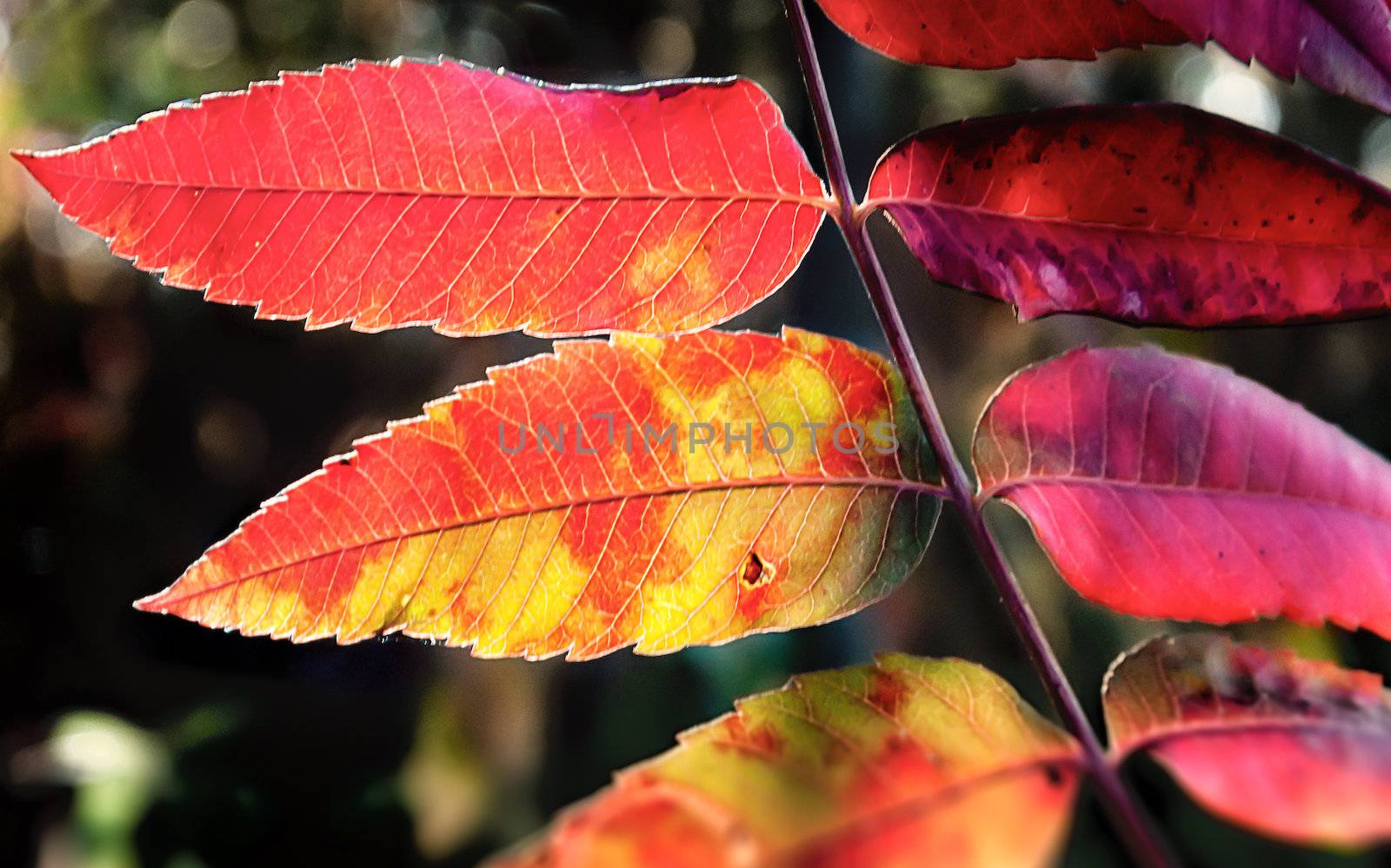 Crimson Sumac Leaves in the Fading Sun
