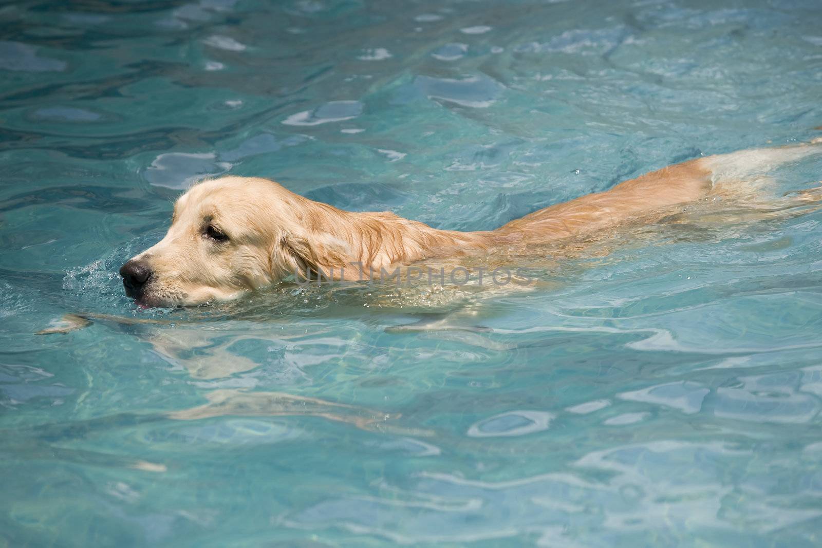 golden retriever dog swiming in the pool