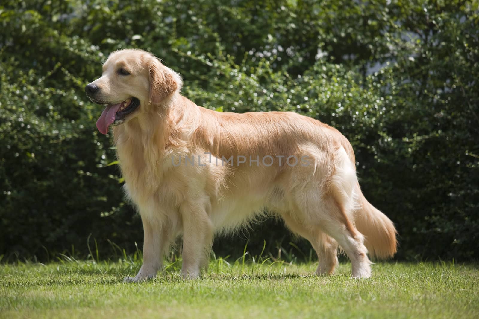 beautiful Golden Retriever dog standing