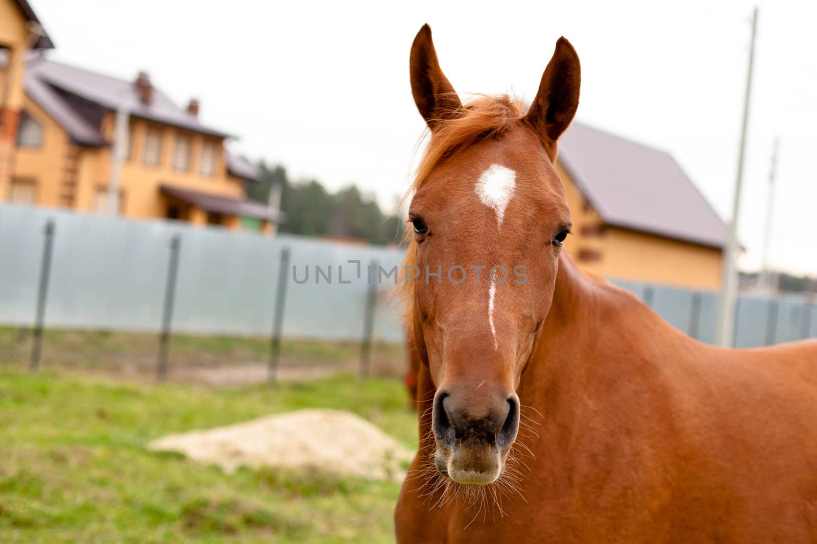 A portrait of red horse
