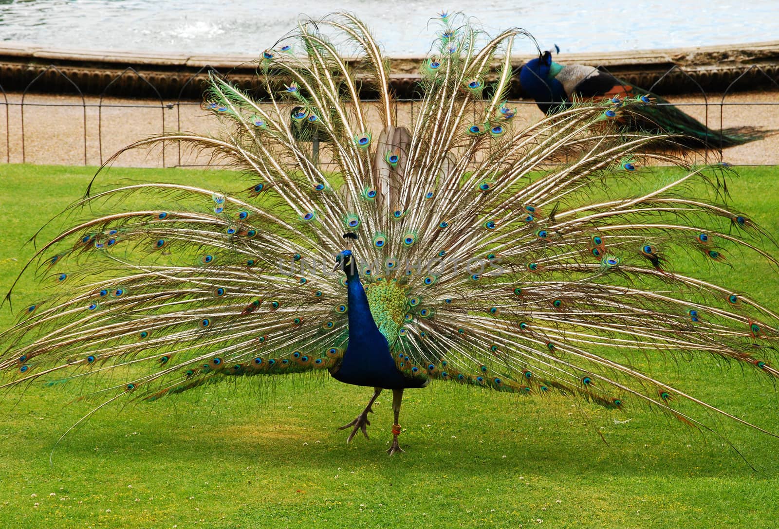 Male peacock full spread feather tales in park