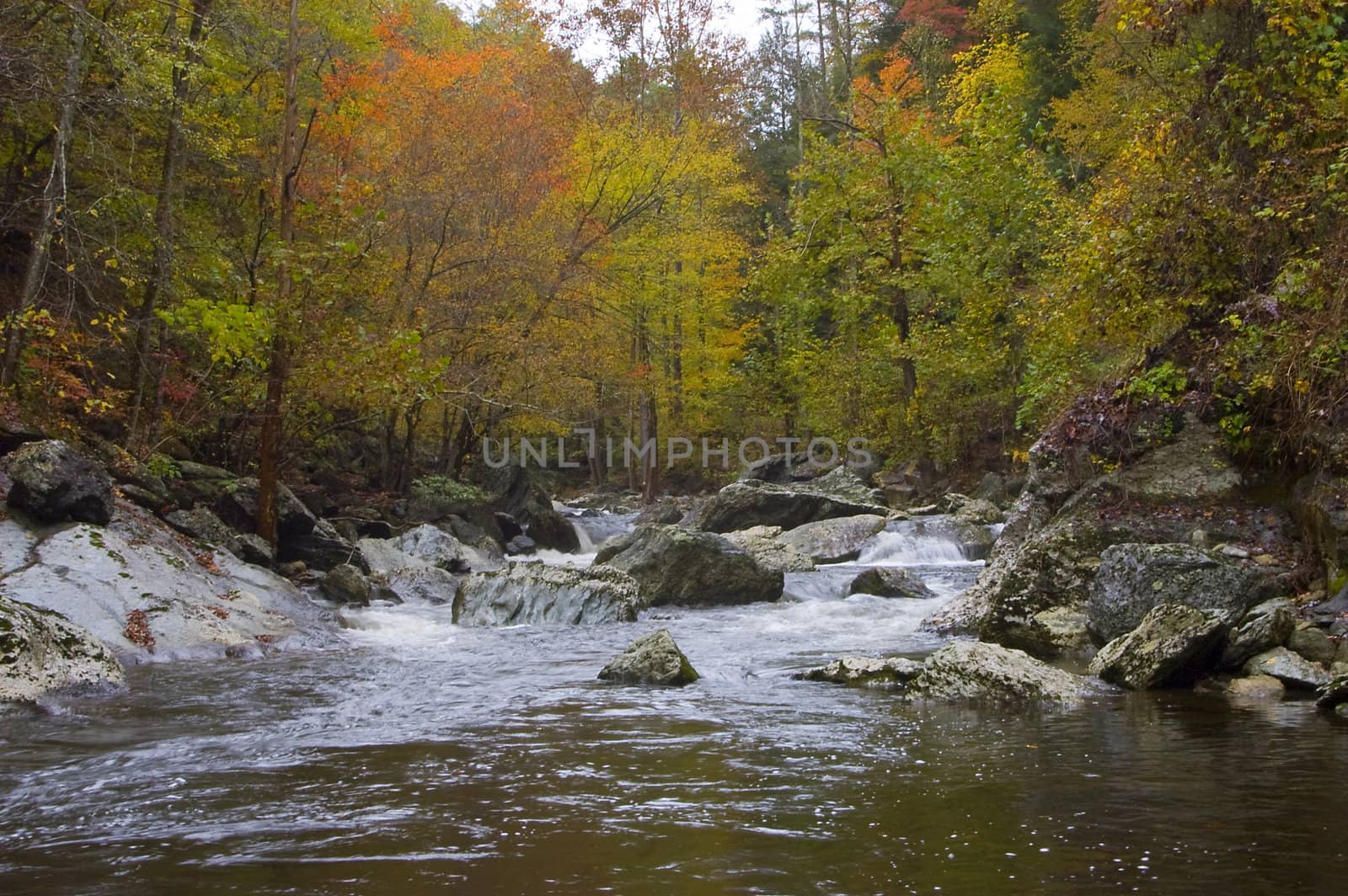 River rushing through trees in Autumn colors