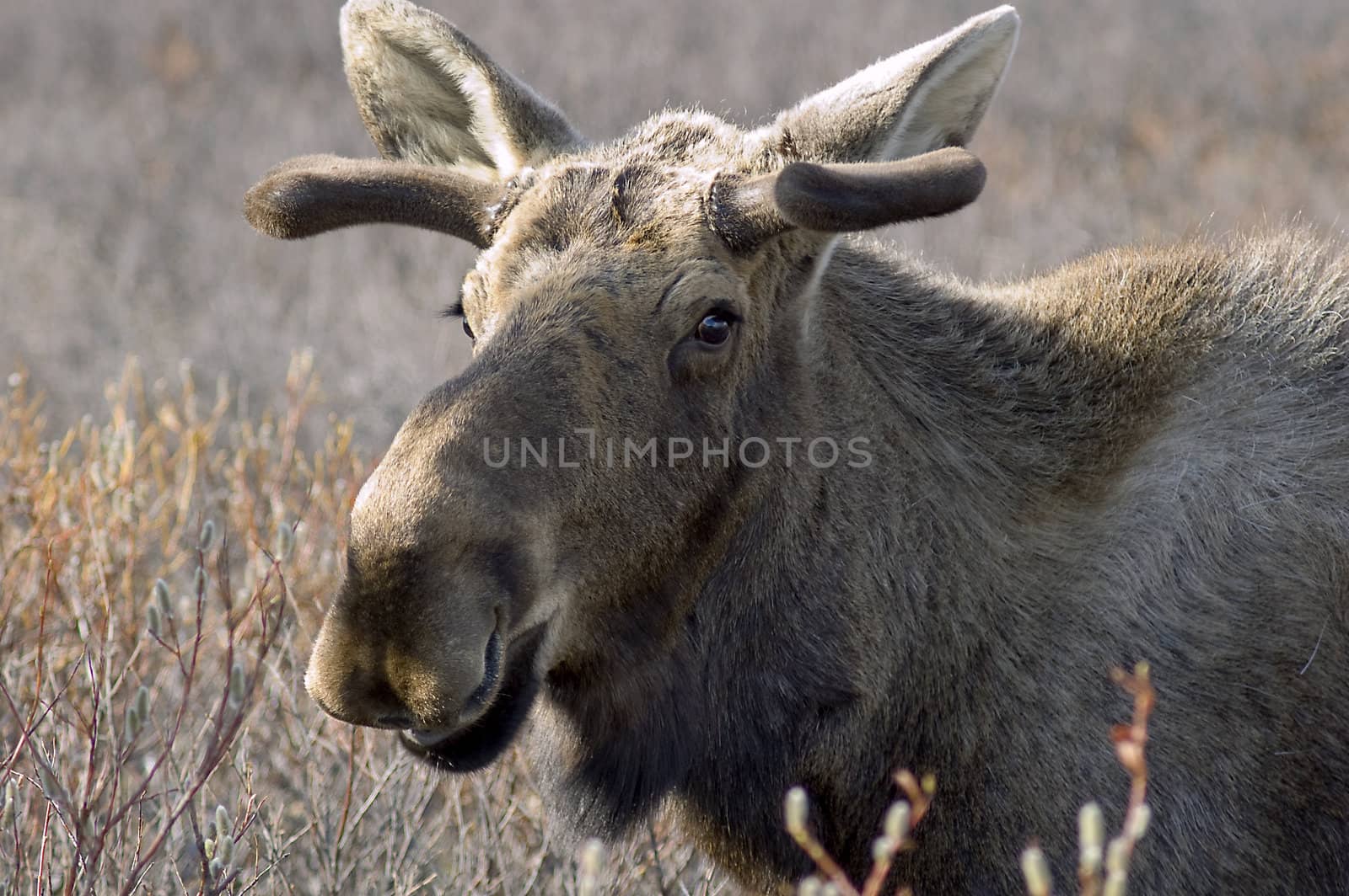 Portrait of a moose with velvet antlers in Alaska