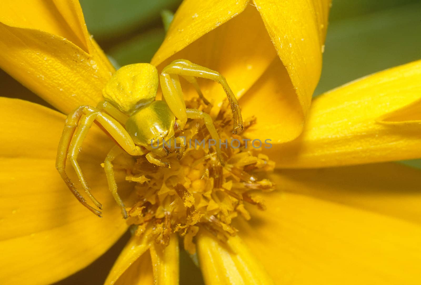 A Goldenrod Spider (Misumena vatia) on a Yellow Flower