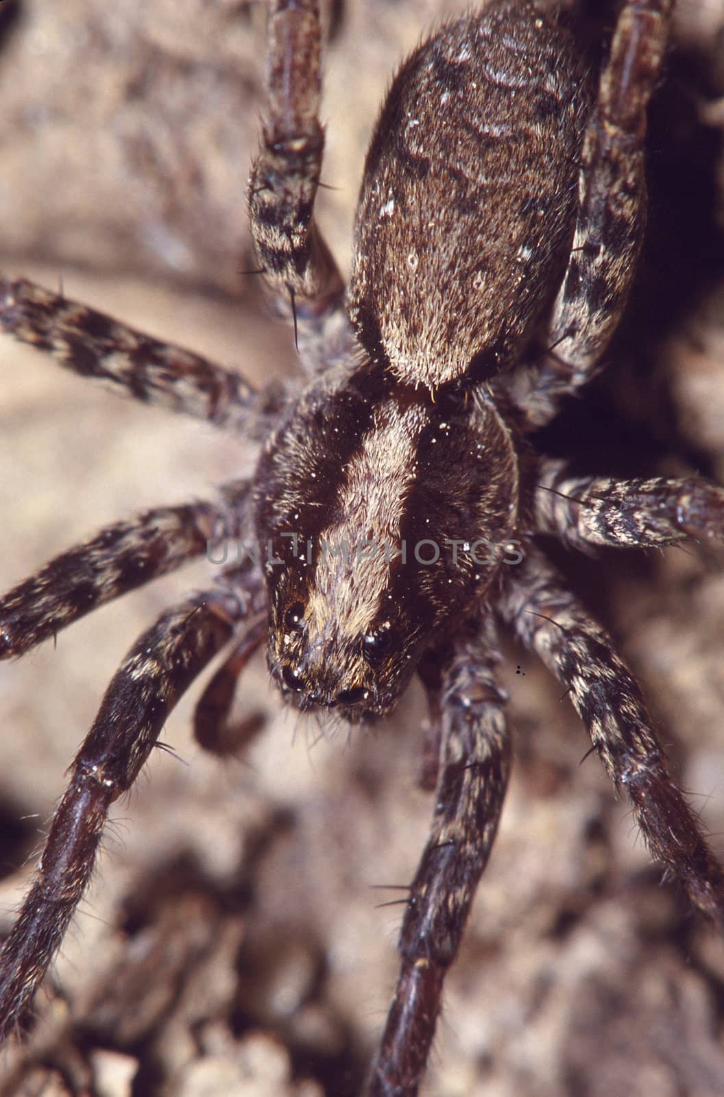 Close up of a Grass Spider (Agelenopsis)