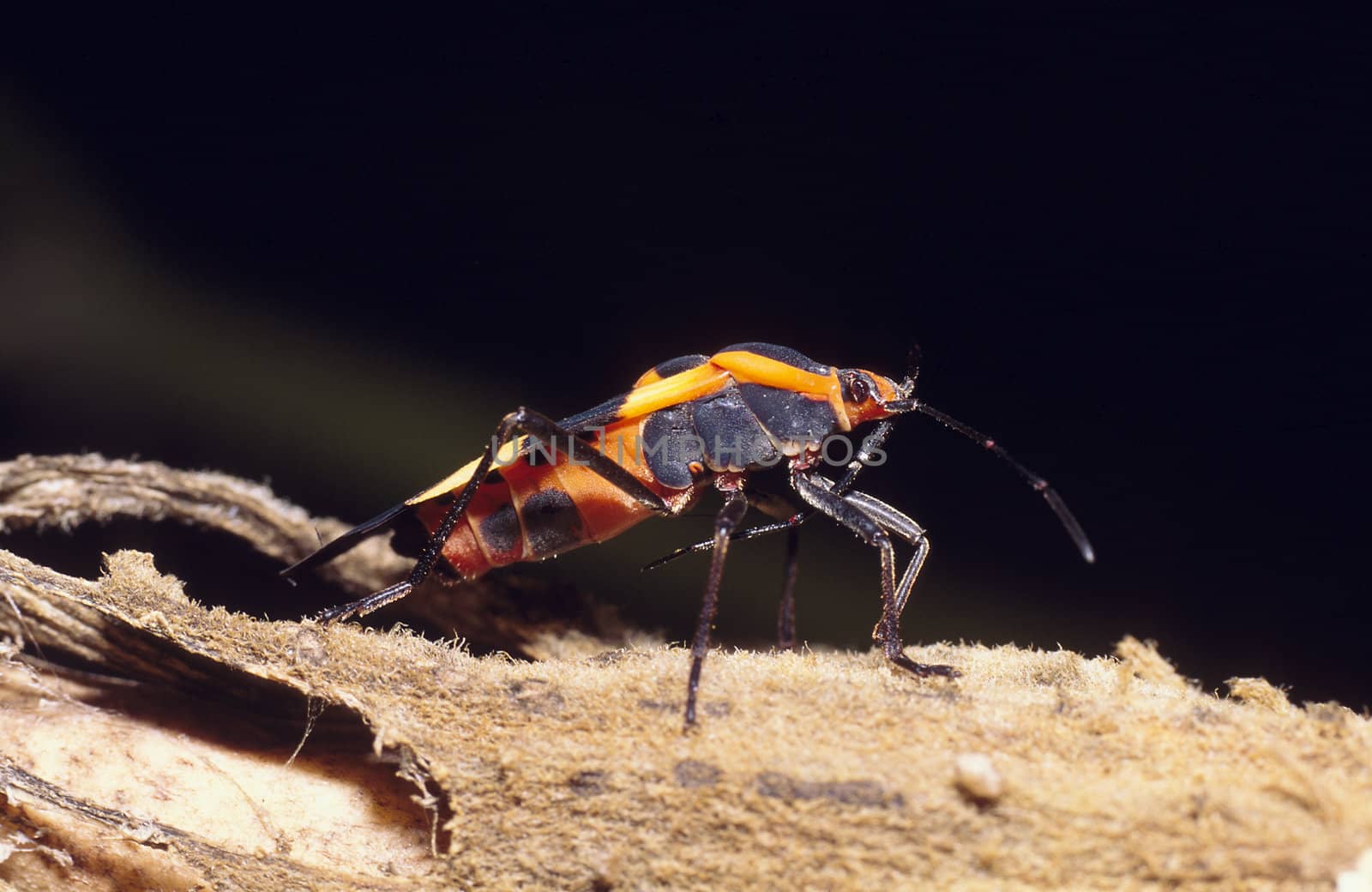 Portrait of a Large Milkweed Bug (Oncopeltus fasciatus)