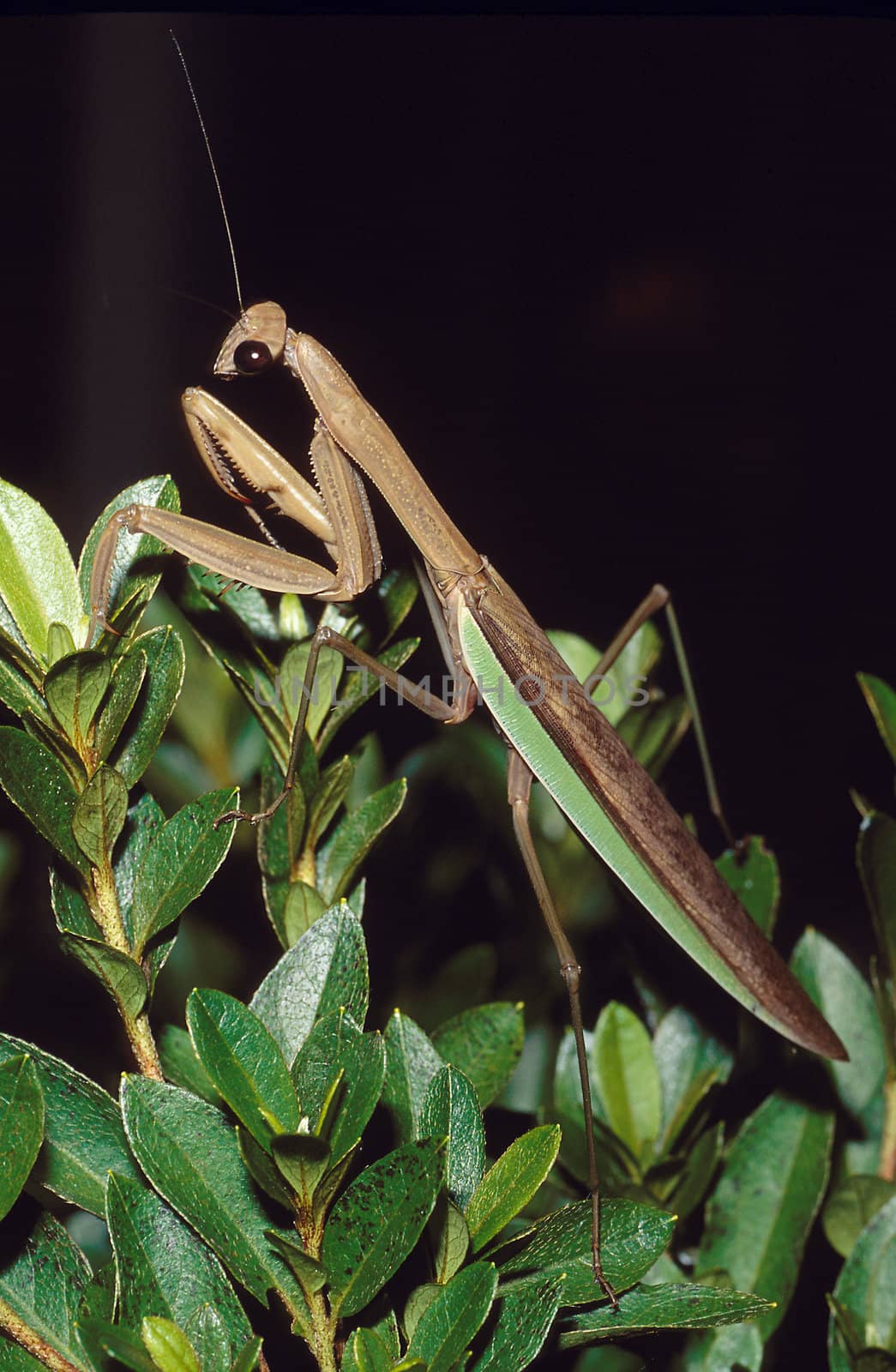 A praying mantis (or Chinese Mantid) on a bush