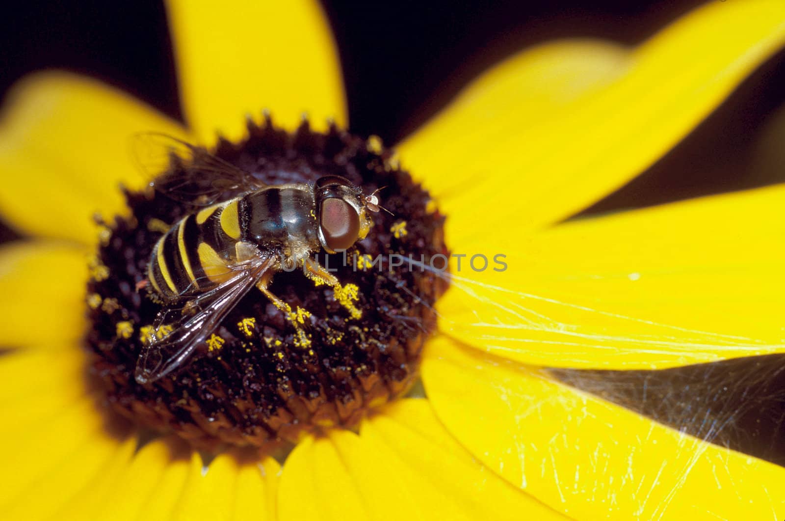 Hoverfly on Black-Eyed Susan Flower