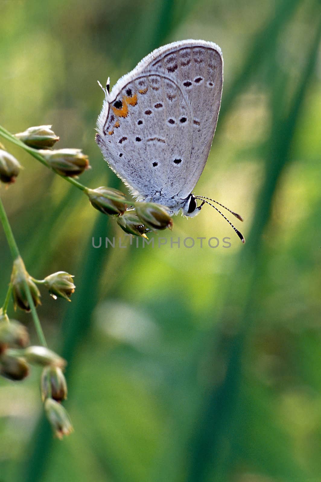 Gray Hirstreak Butterfly perched on a stem
