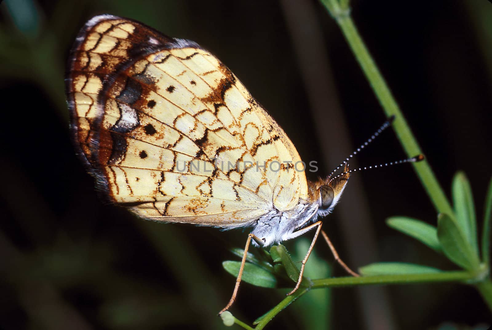 Butterfly perched on weed