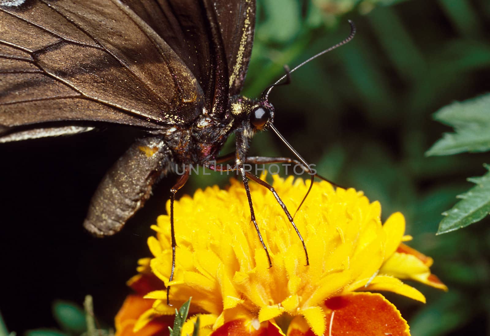 Blue Tiger Swallowtail Butterfly on Yellow Marigold Flower