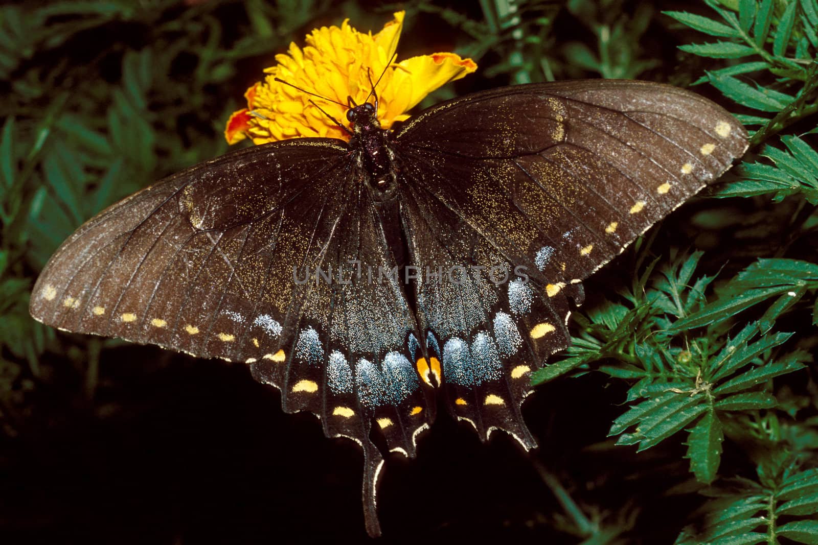 Blue Tiger Swallowtail Butterfly on Yellow Marigold Flower