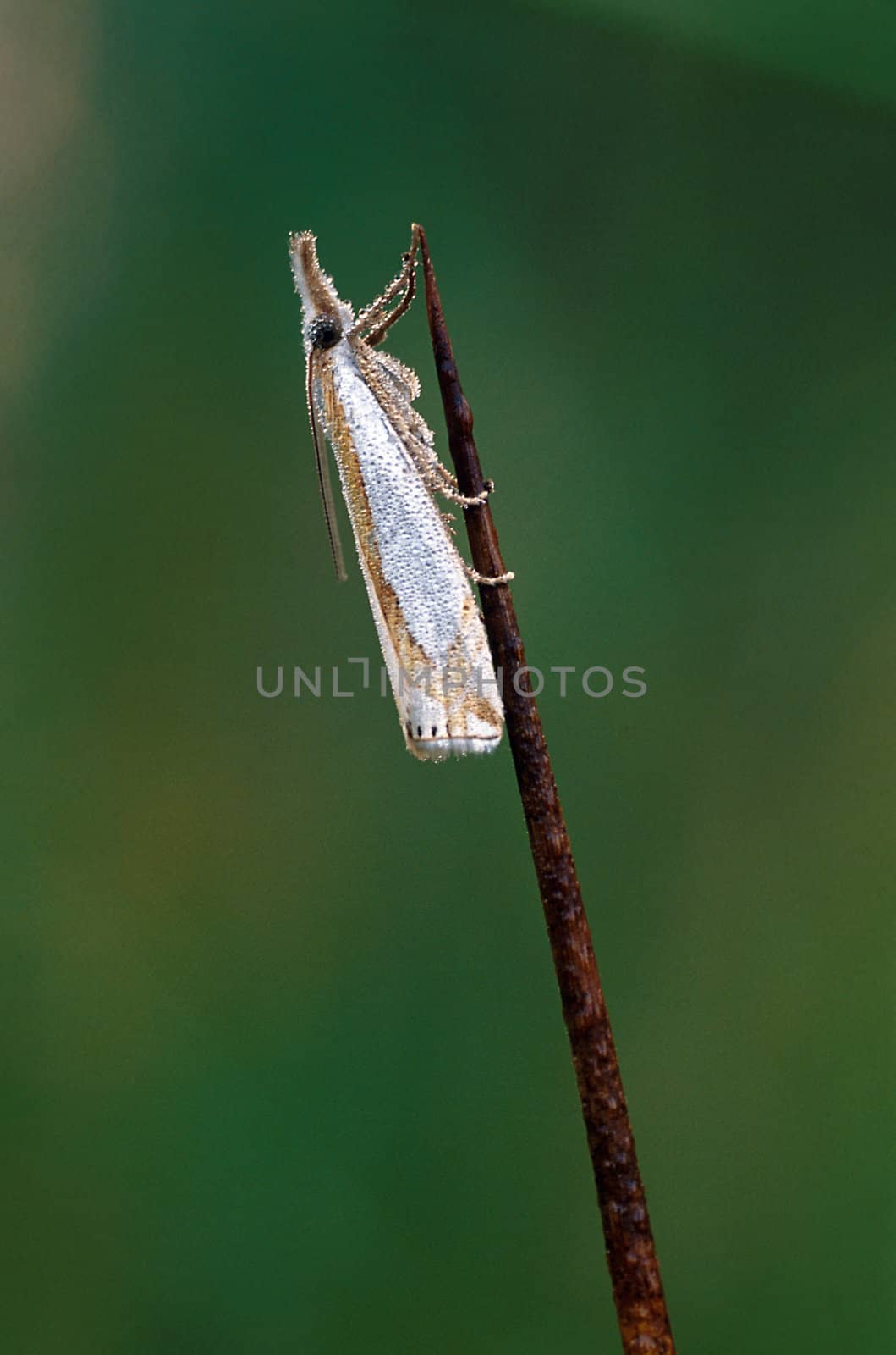 A small white moth covered with dew clinging to a stick