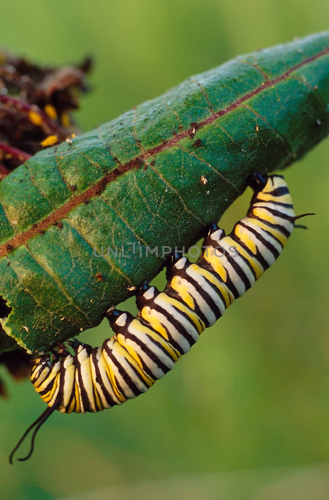A Monarch Butterfly Caterpillare (Danaus plexippus) under a leaf