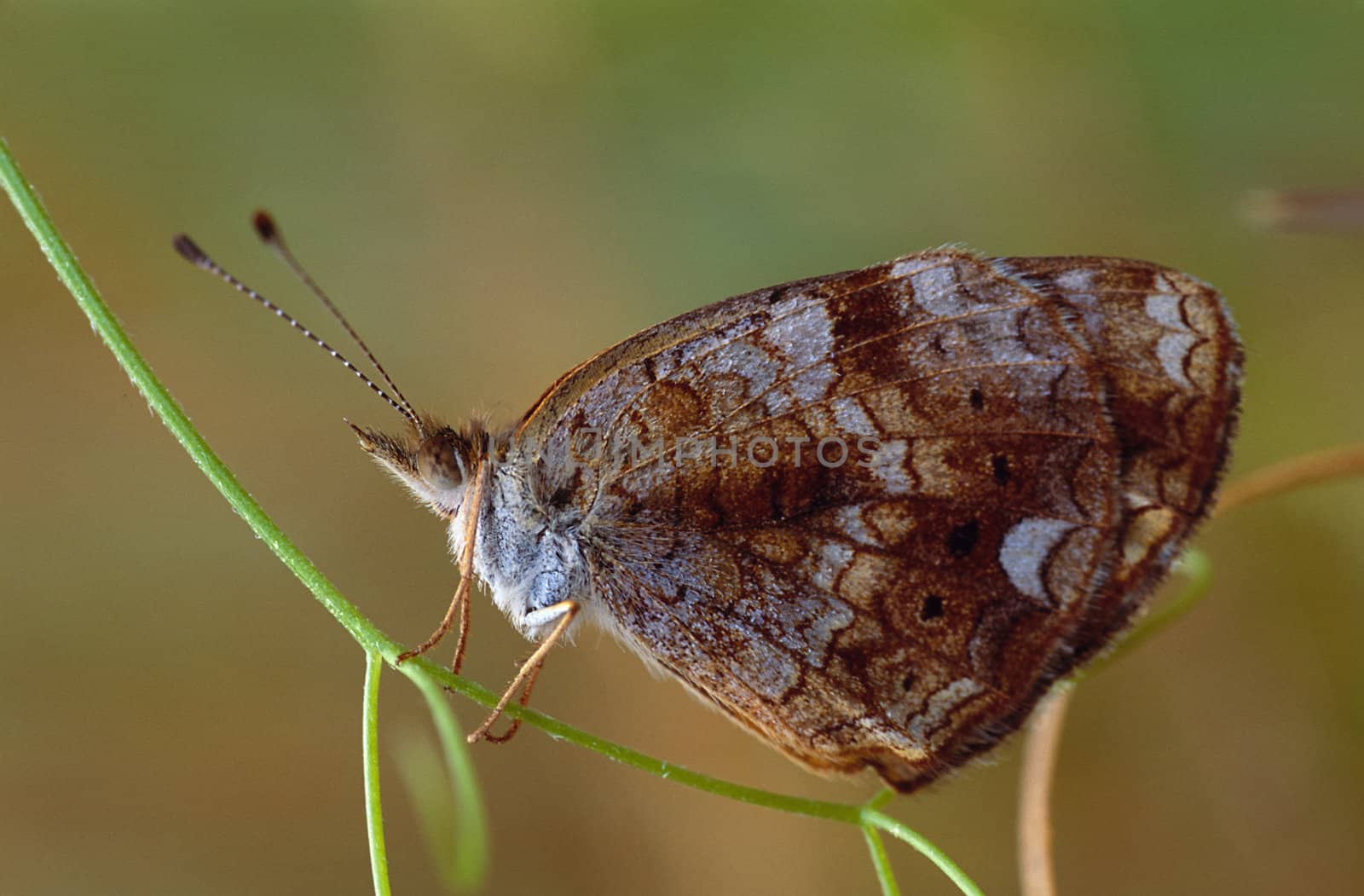 A brown butterfly perched on a weed stem