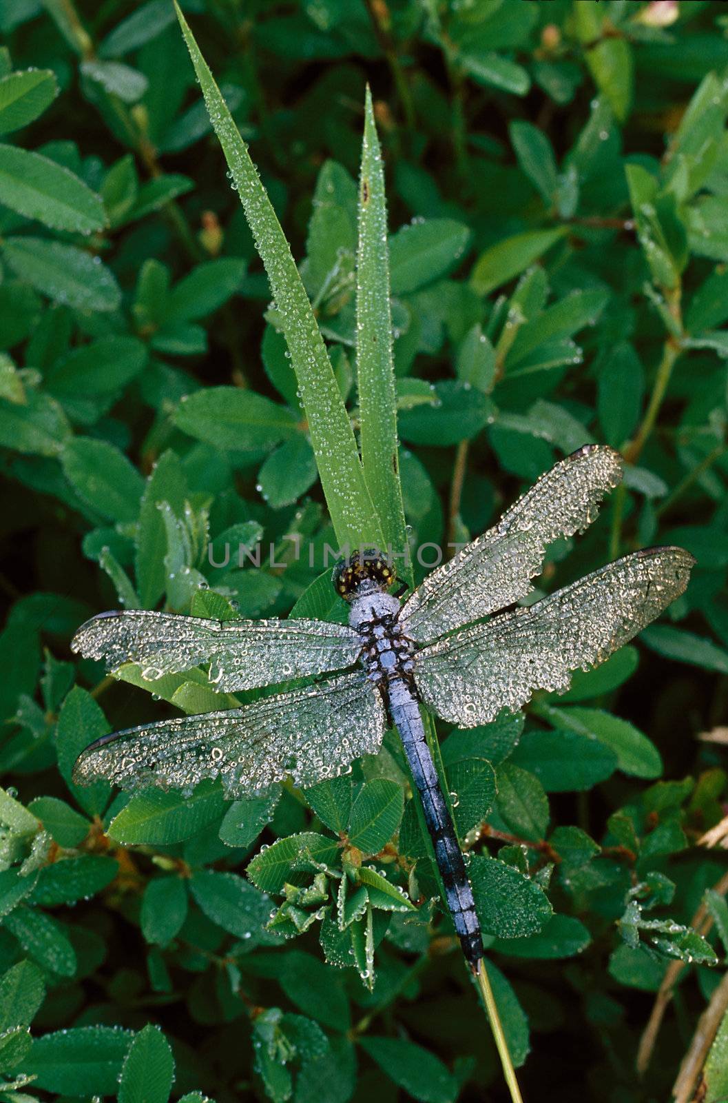 A blue dragonfly covered with dew on grassy stalks