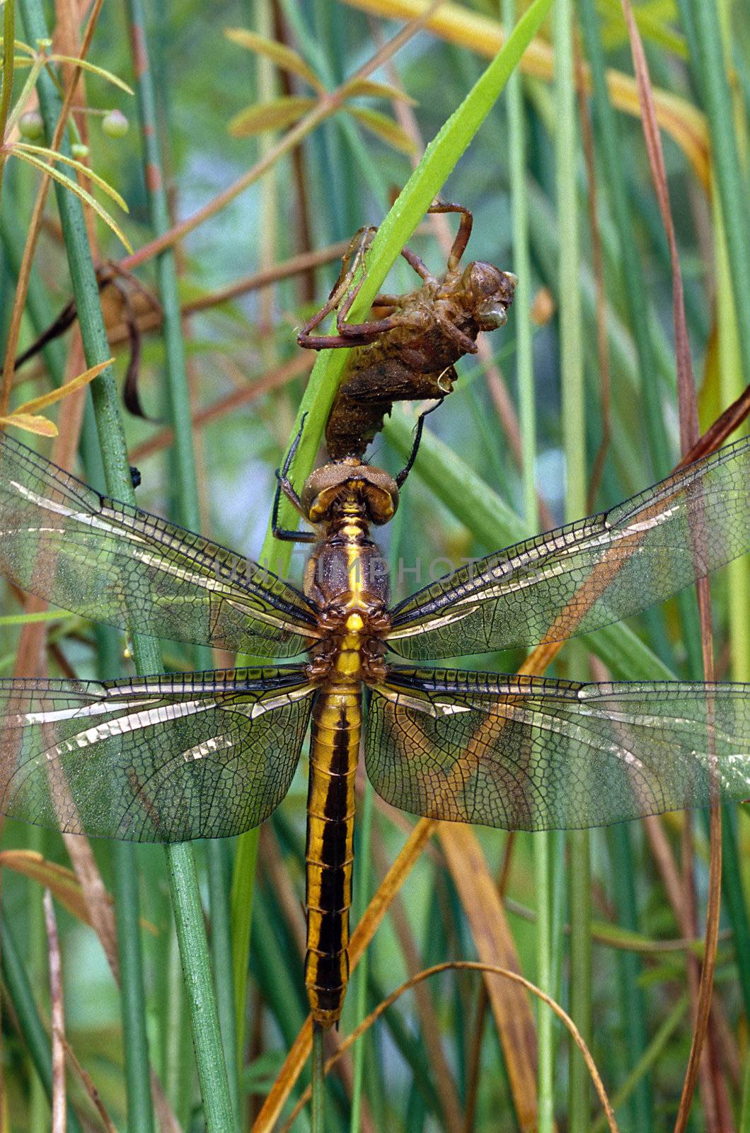 A Widow Skimmer Dragonfly (Libellula luctuosa) and its naiad casing