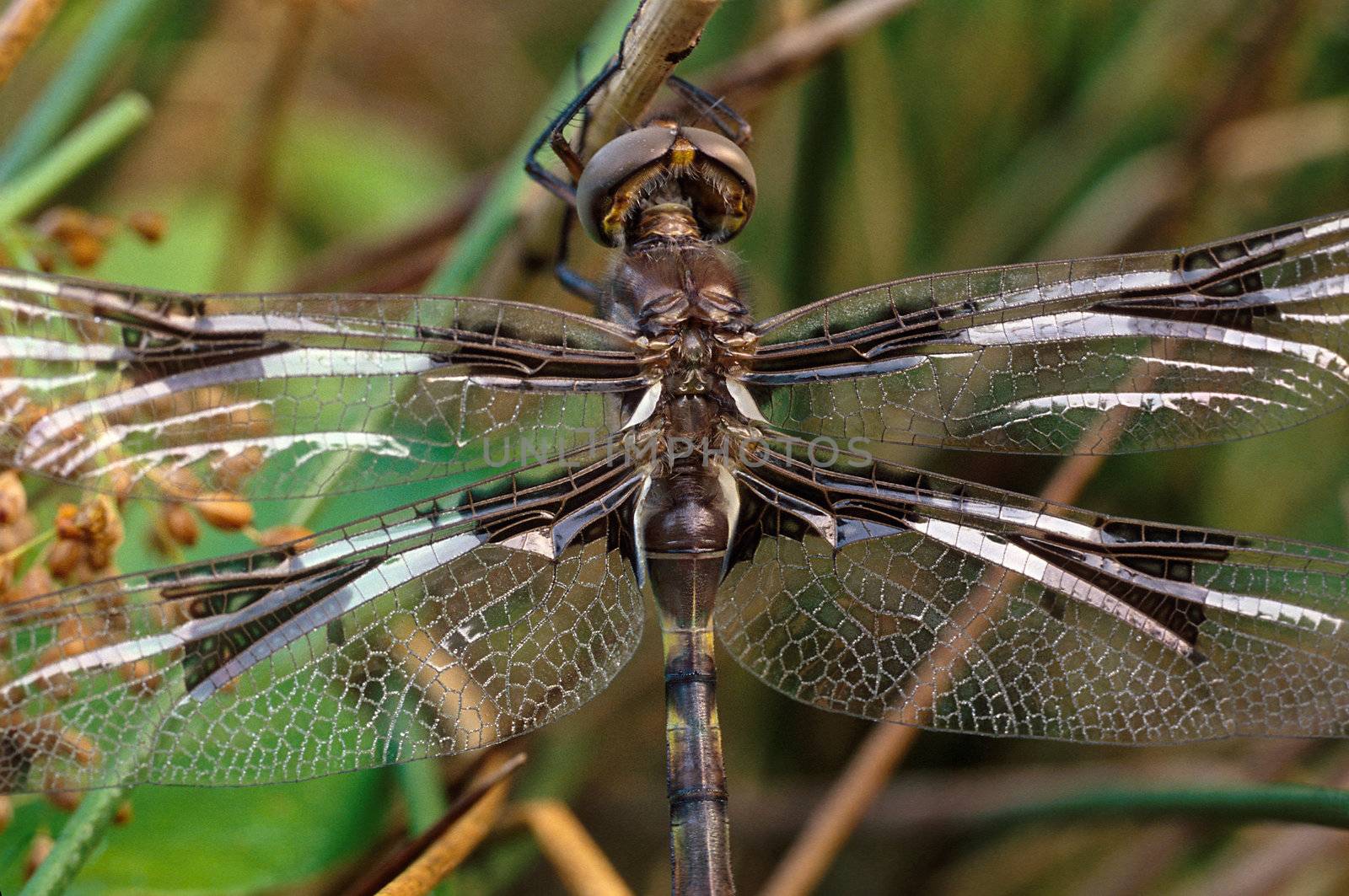 Close-up of a brown dragonfly