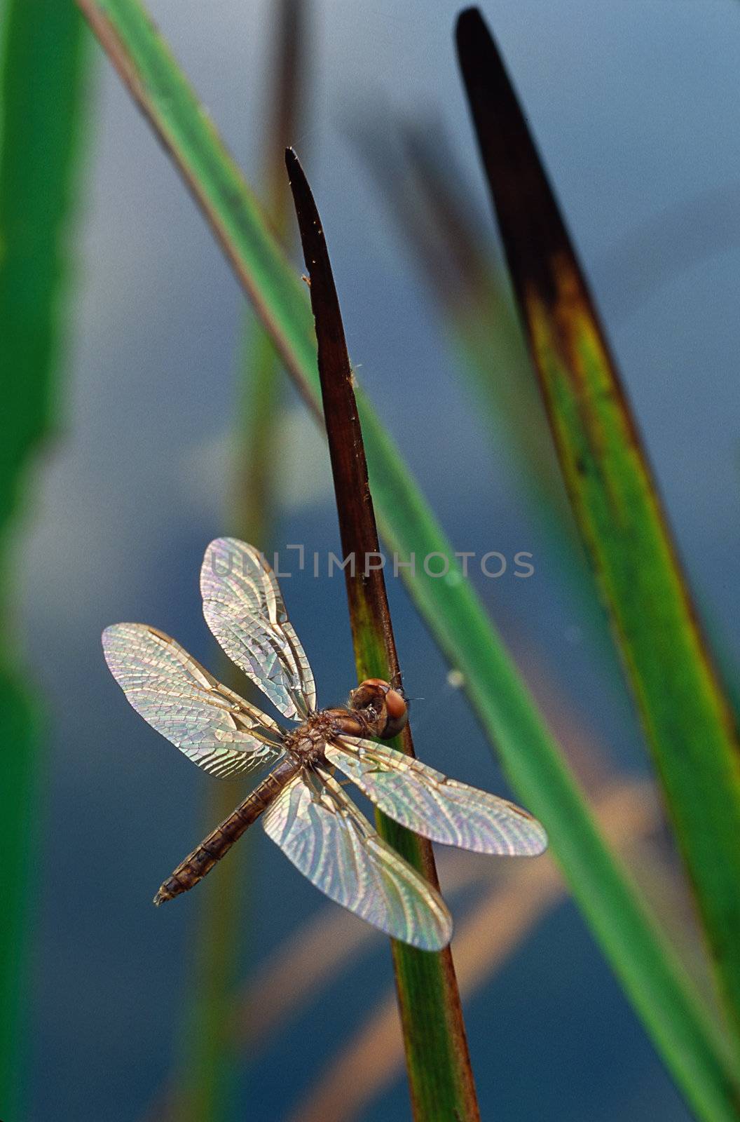 Dragonfly with shiny wings perching on Cattail leaves