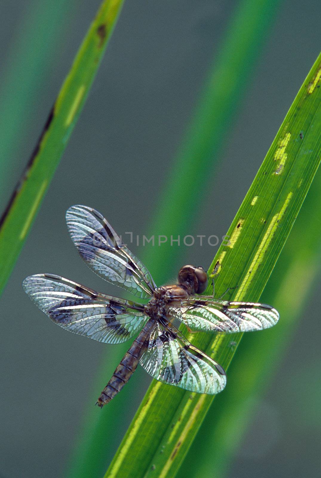 Dragonfly with shiny wings on grass stems