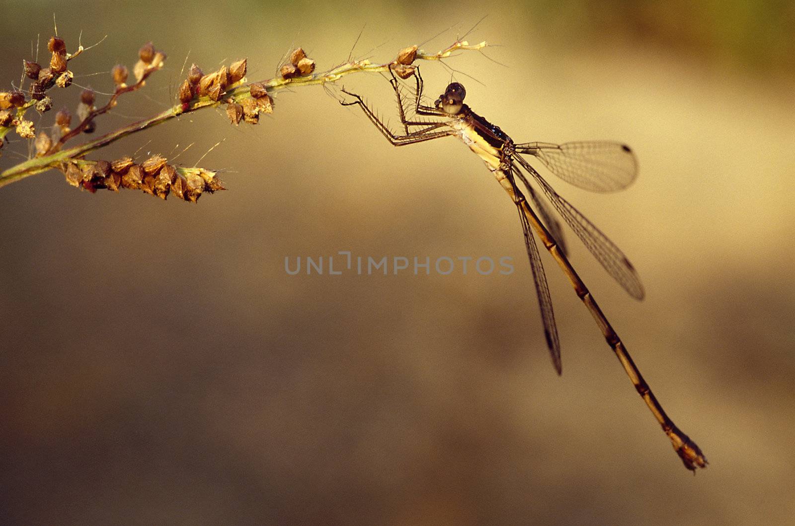 A dragonfly perched on weeds