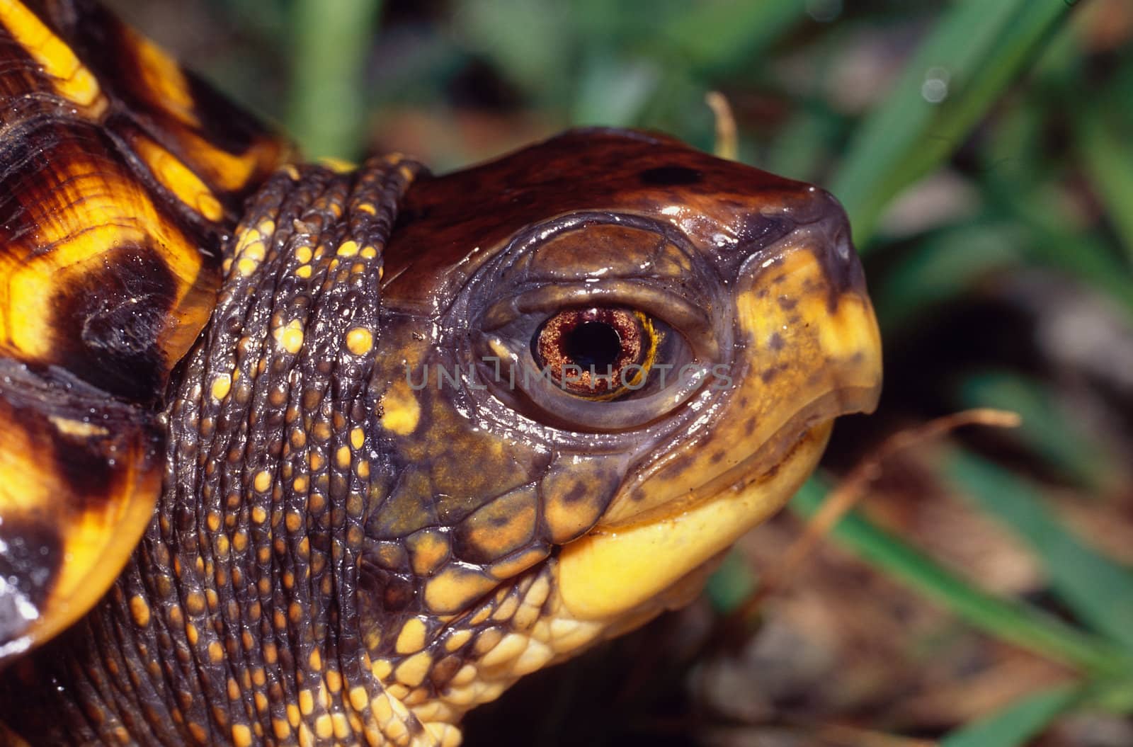 Portrait of an Eastern Box Turtle, Profile