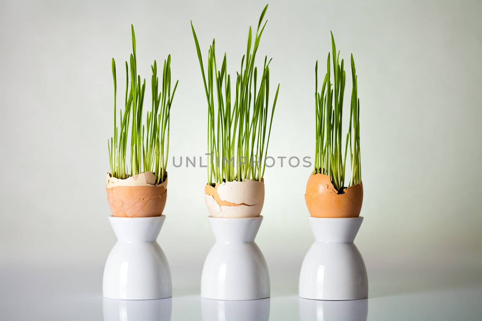 Easter composition with green grass in shell eggs on gray background
