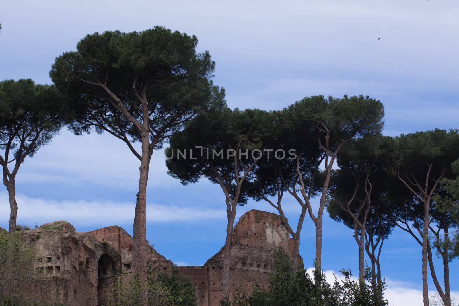 Several stone-pines in front of ruines in Rome
