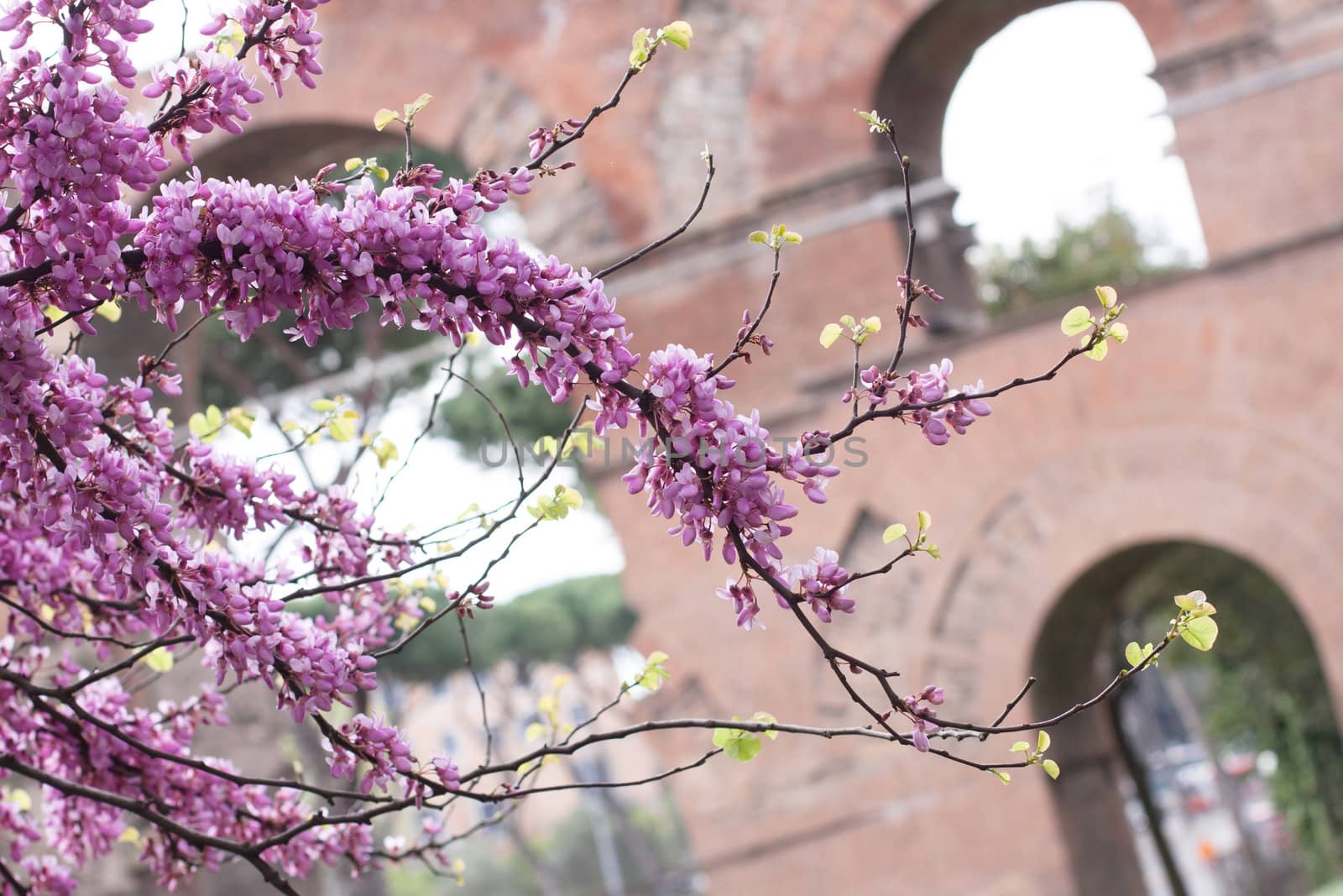 Pink flowers in front of old building
