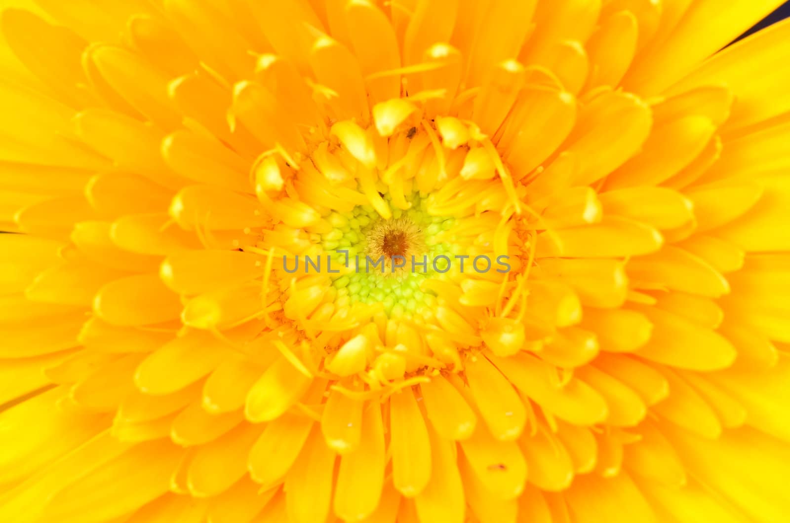 Gerber flower close up