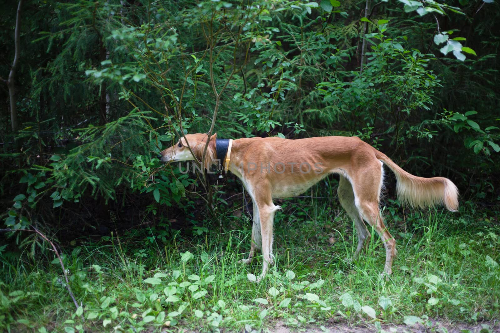 Brown saluki standing a summer forest

