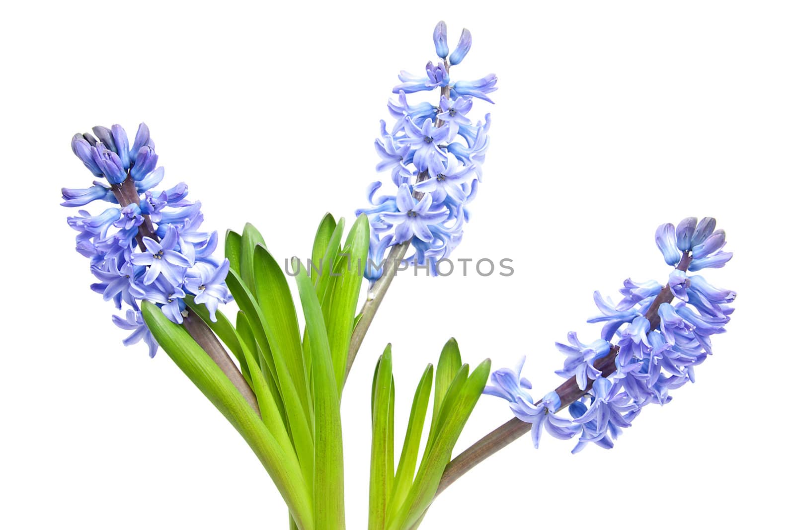 Purple Hyacinth flowers in closeup over white background
