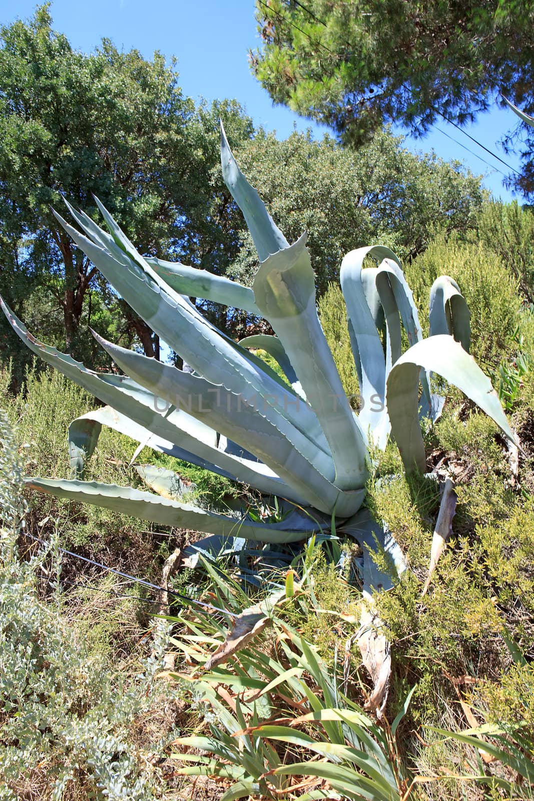 agave plant in nature